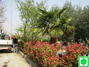 mantenzione giardino da potare